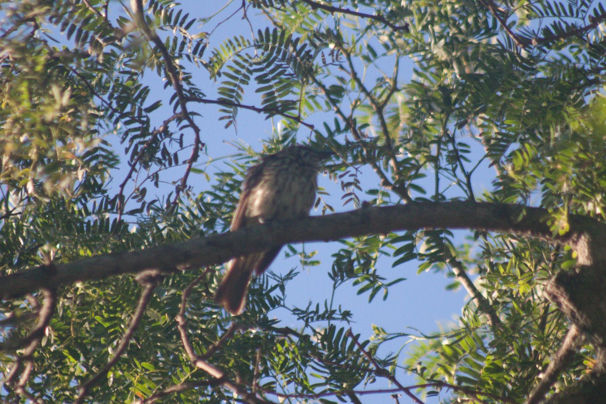 Streaked Flycatcher - ML615097104