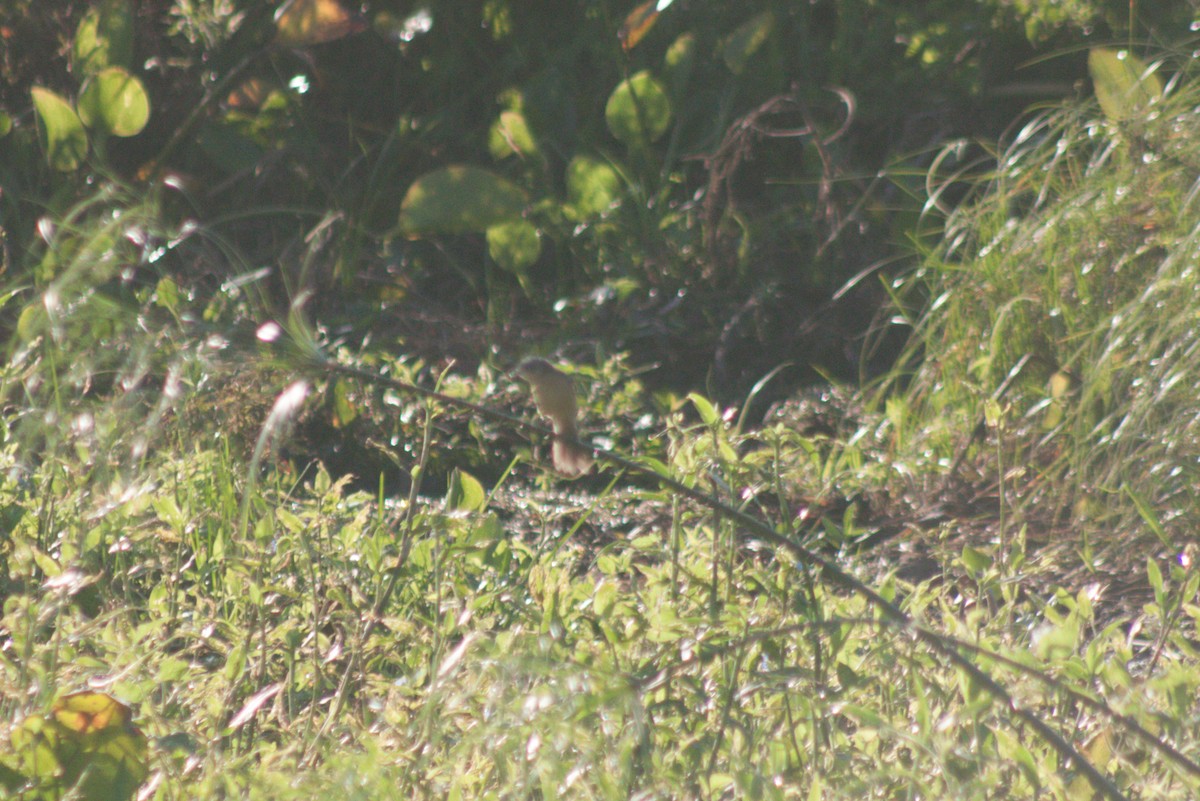 Long-tailed Reed Finch - ML615097132