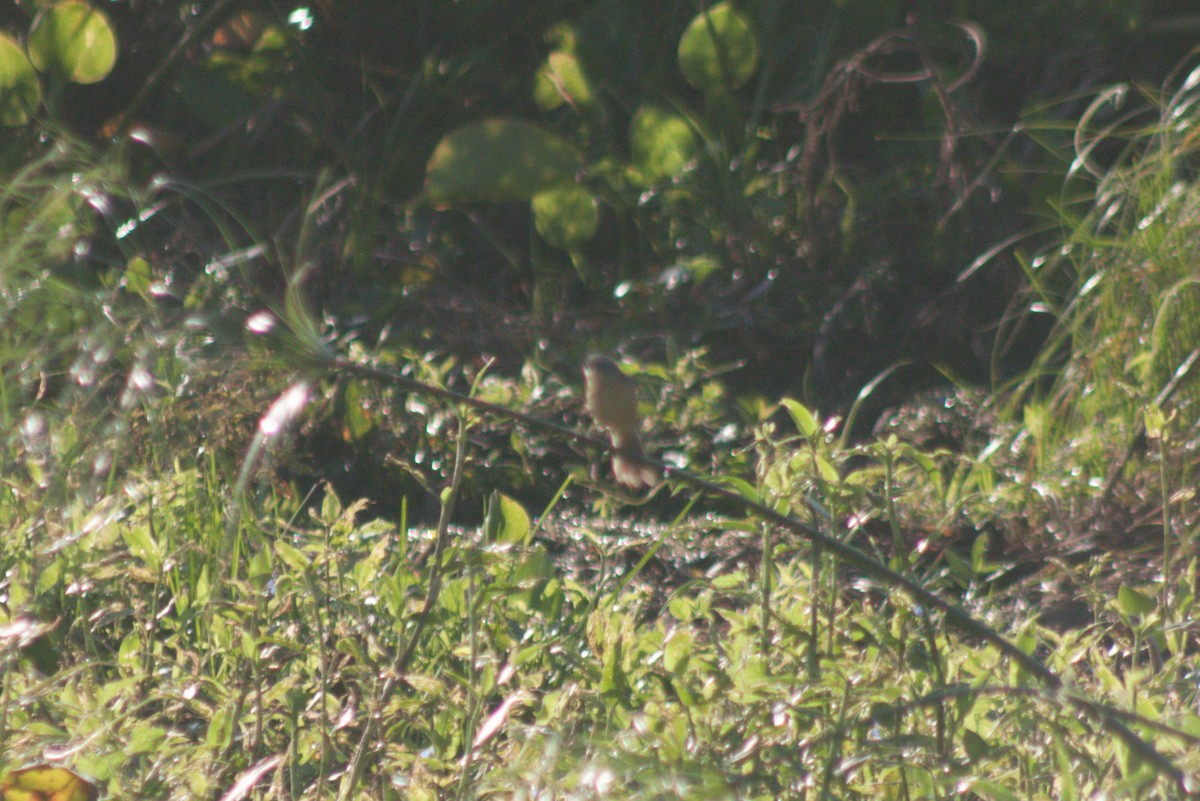 Long-tailed Reed Finch - ML615097133