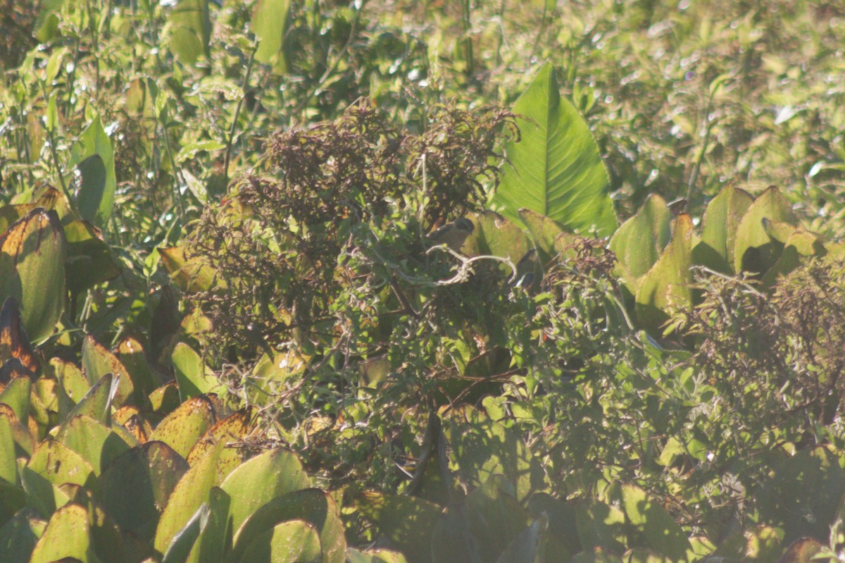 Long-tailed Reed Finch - ML615097134