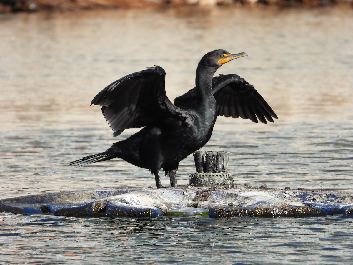 Double-crested Cormorant - Vidhya Sundar