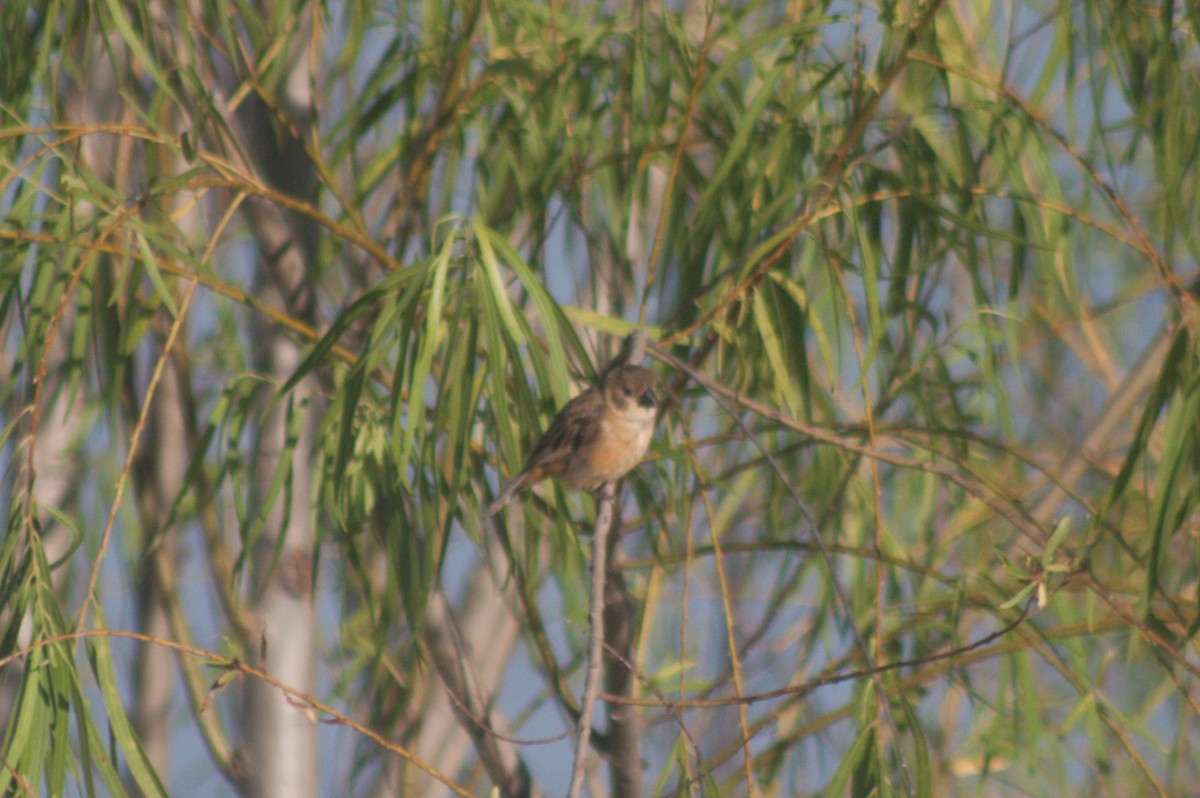 Rusty-collared Seedeater - Nilo Casco