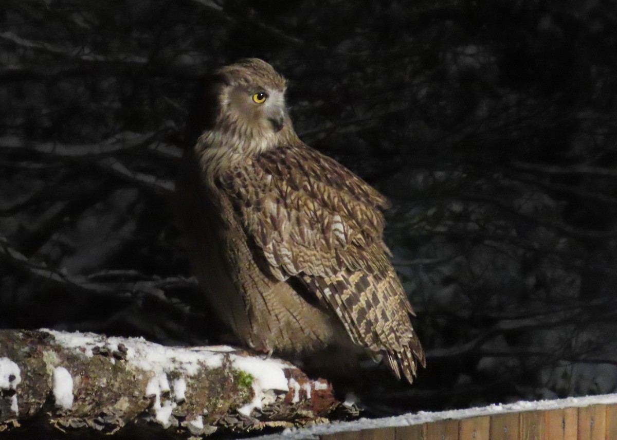 Blakiston's Fish-Owl - ML615097152