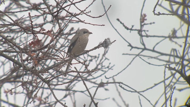 Northern Shrike - ML615097198