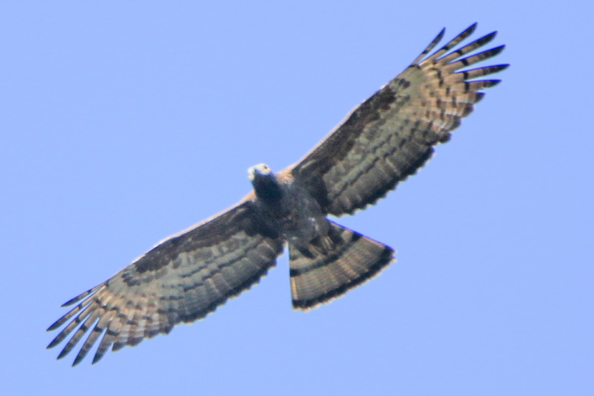 Oriental Honey-buzzard - ML615097203