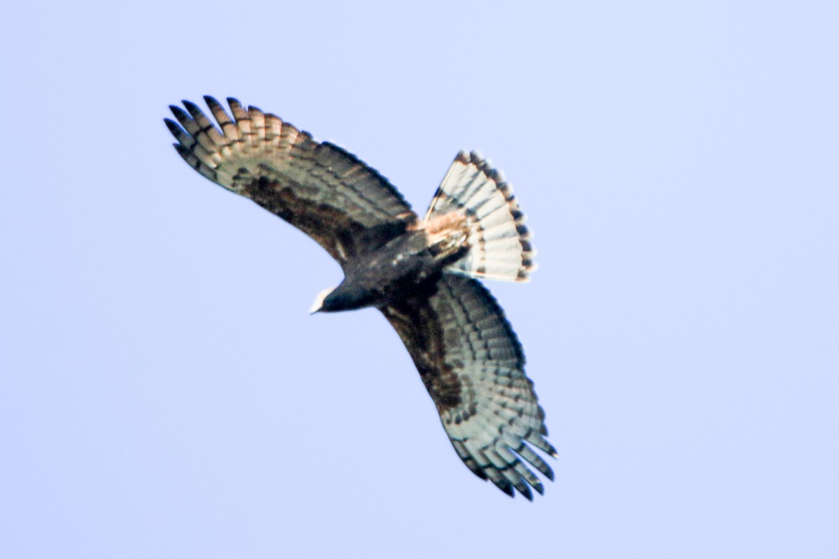 Oriental Honey-buzzard - ML615097206