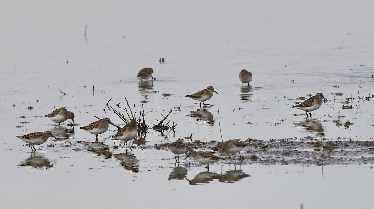 Wiesenstrandläufer - ML615097231