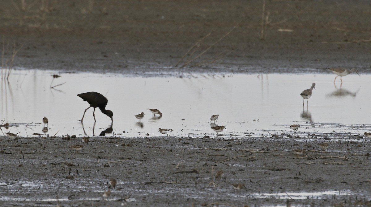 Least Sandpiper - ML615097233