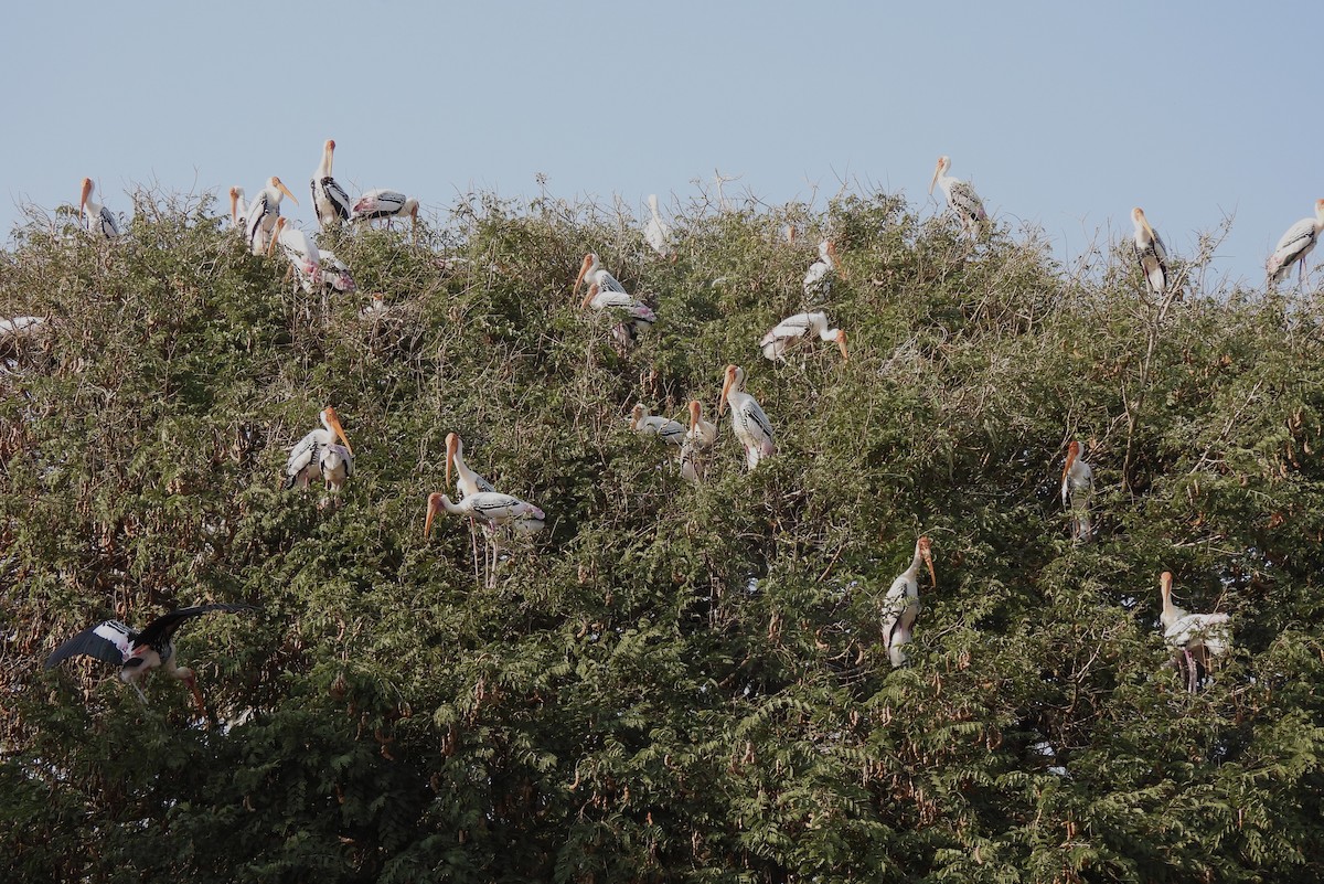 Painted Stork - ML615097237