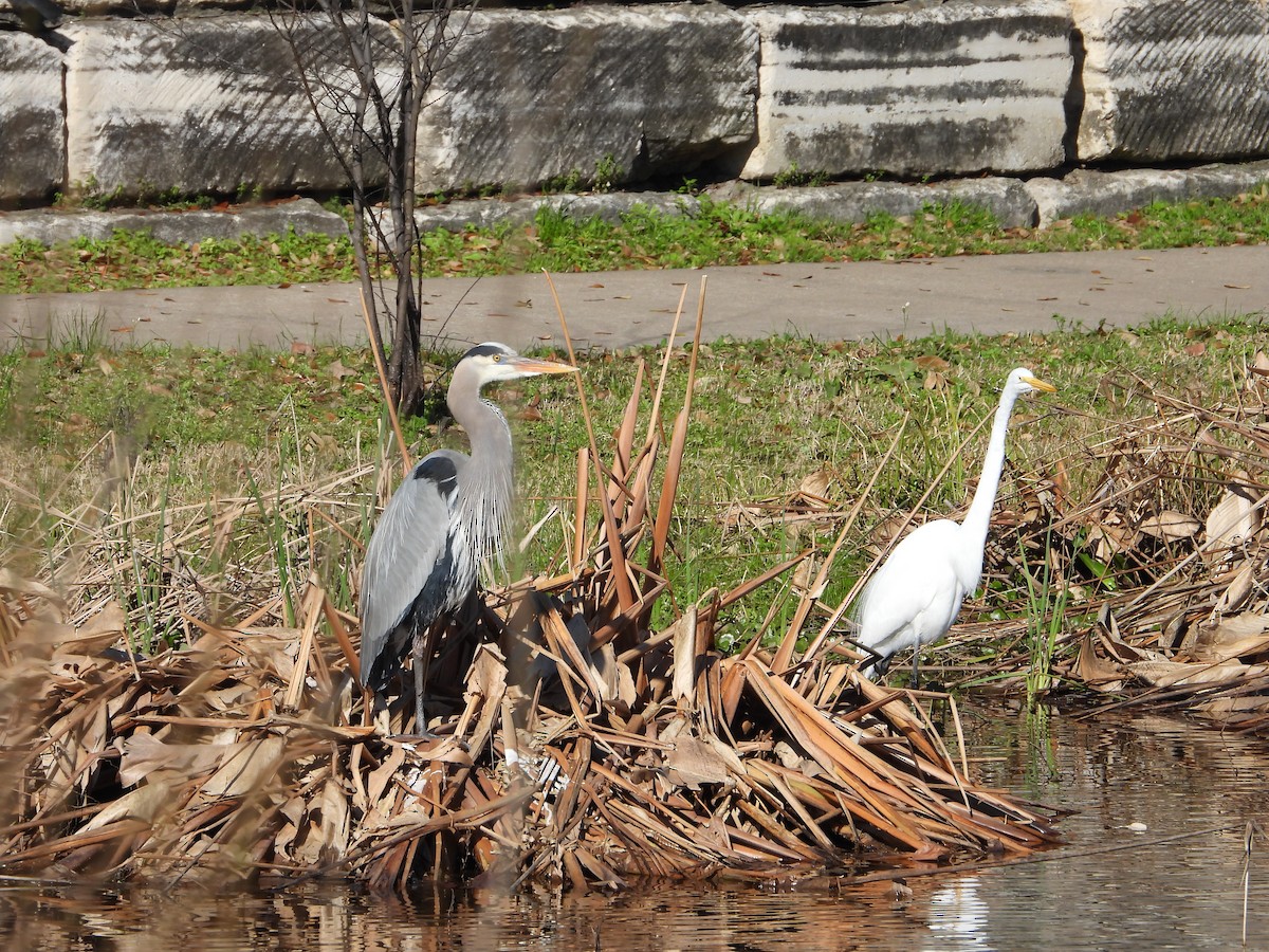 Great Egret - Vidhya Sundar