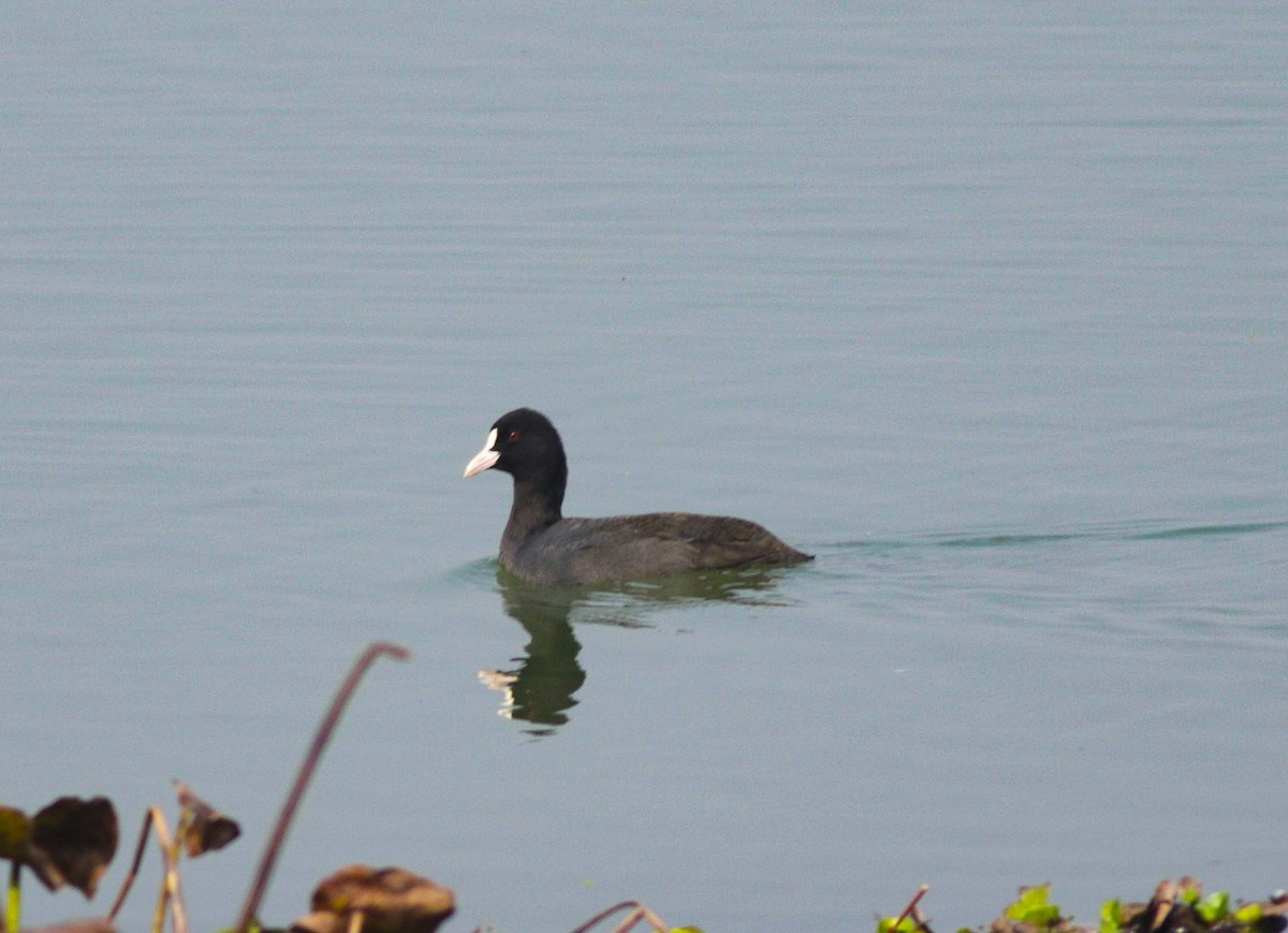 Eurasian Coot - ML615097265