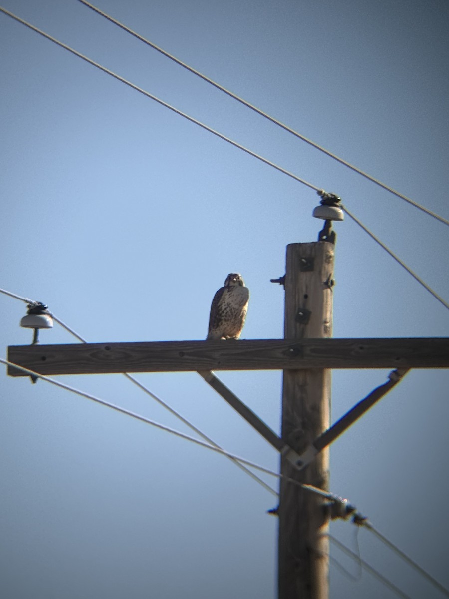Prairie Falcon - ML615097285
