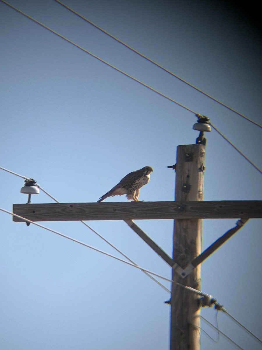 Prairie Falcon - ML615097286