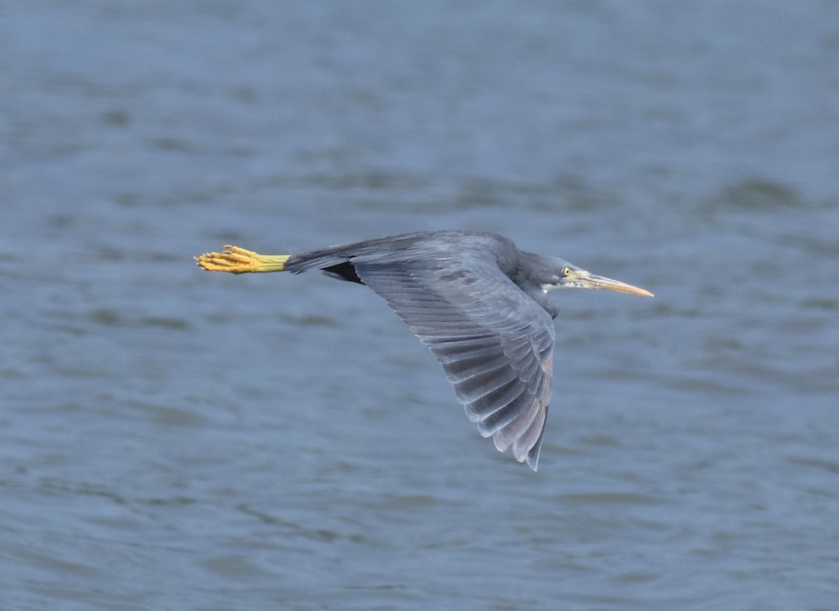 Western Reef-Heron - ML615097373