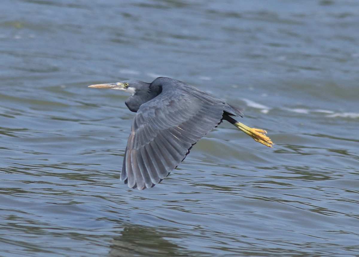 Western Reef-Heron - ML615097376