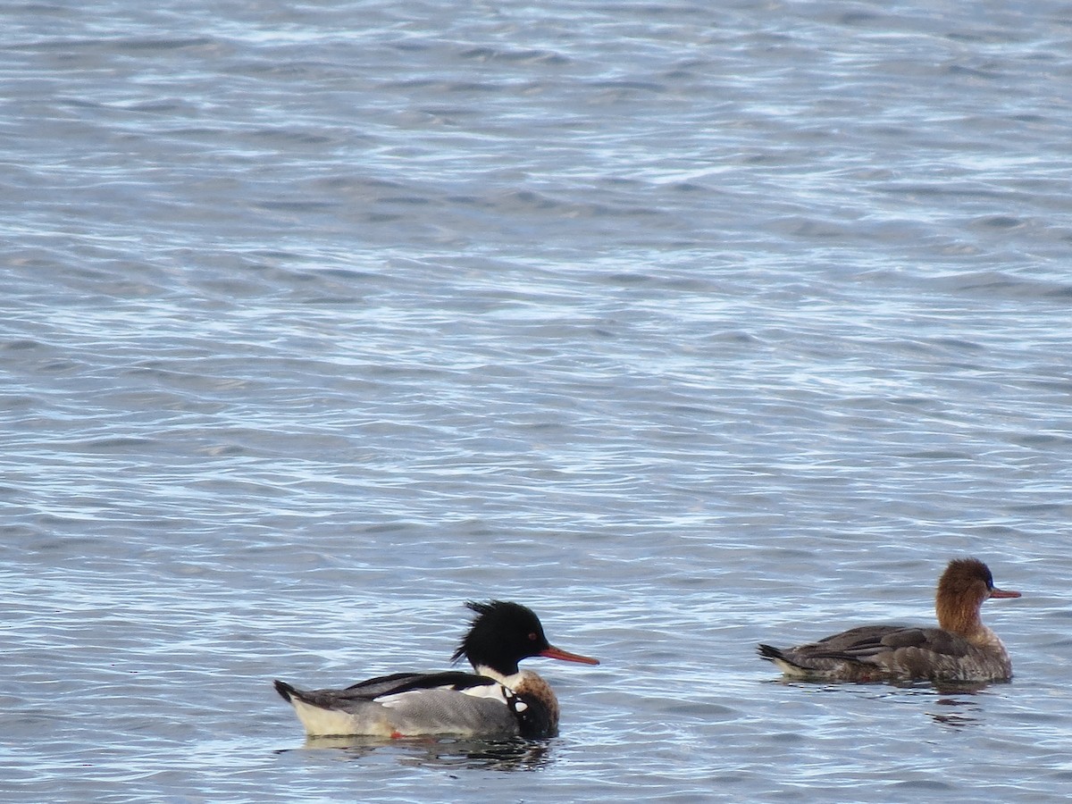 Red-breasted Merganser - ML615097426