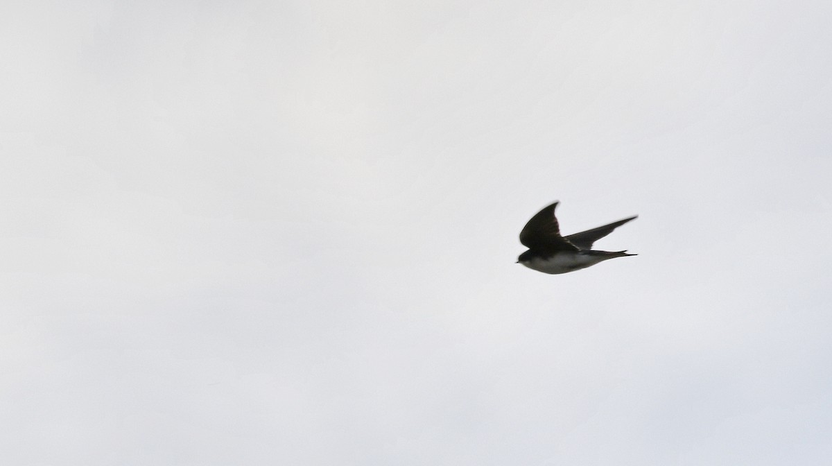 Golondrina Bicolor - ML615097428