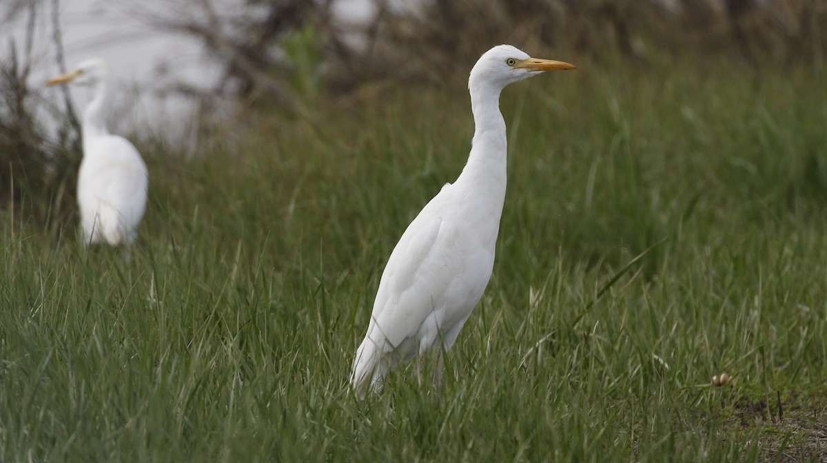 Western Cattle Egret - Alison Sheehey