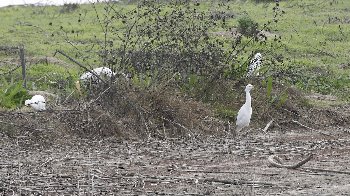 Western Cattle Egret - Alison Sheehey