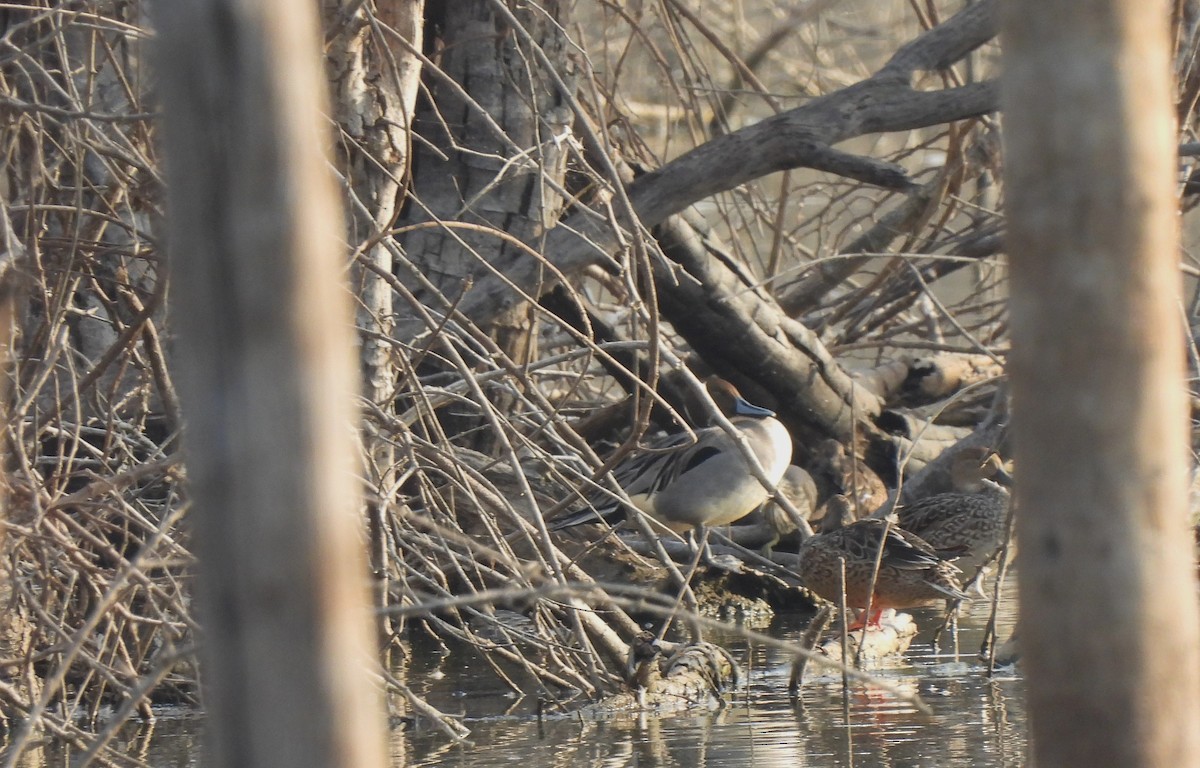 Northern Pintail - ML615097471