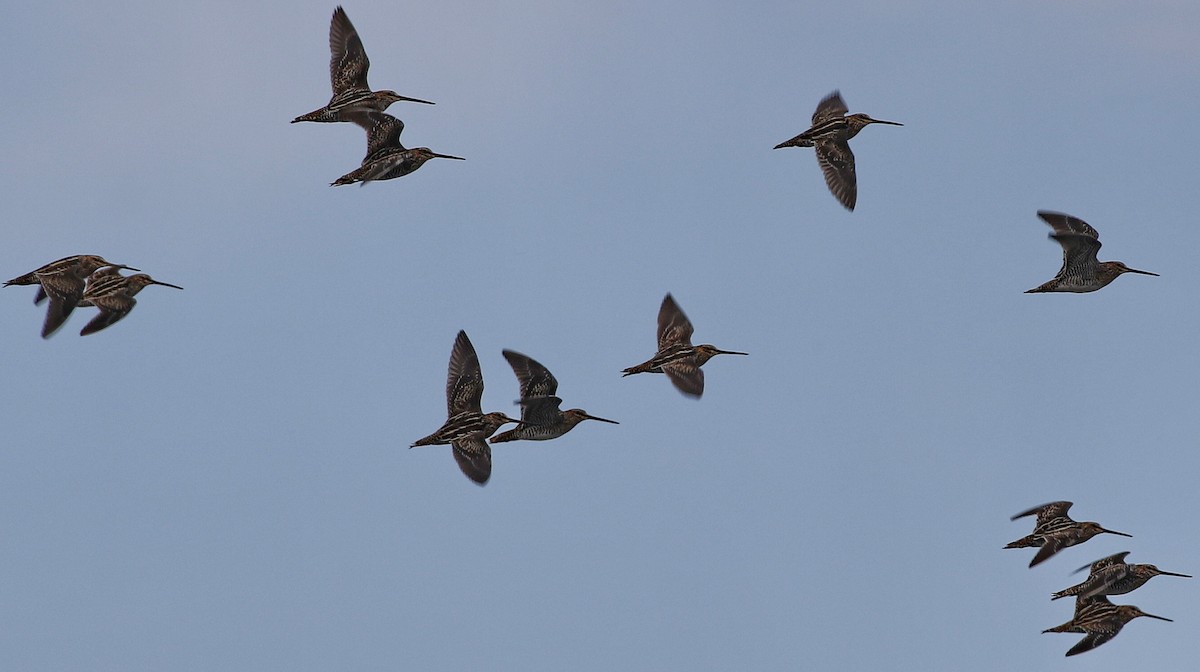 Wilson's Snipe - ML615097488