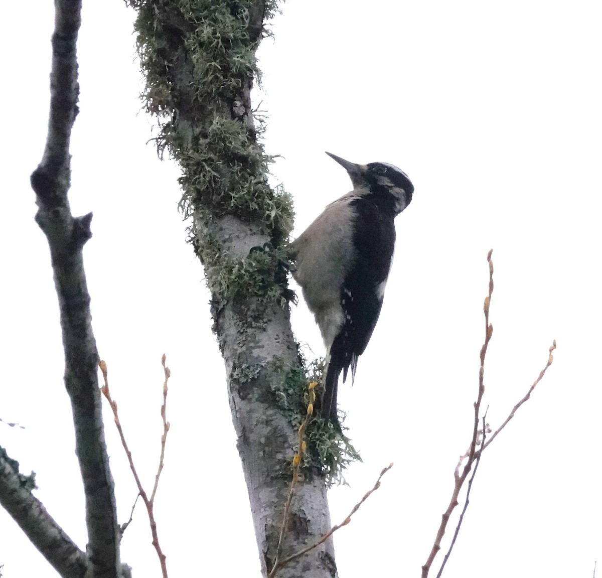 Hairy Woodpecker - ML615097533