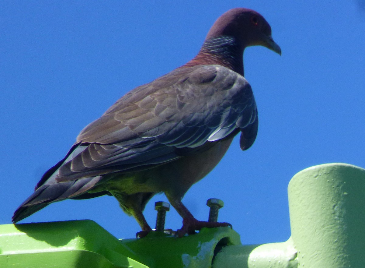 Picazuro Pigeon - Lucas Martín
