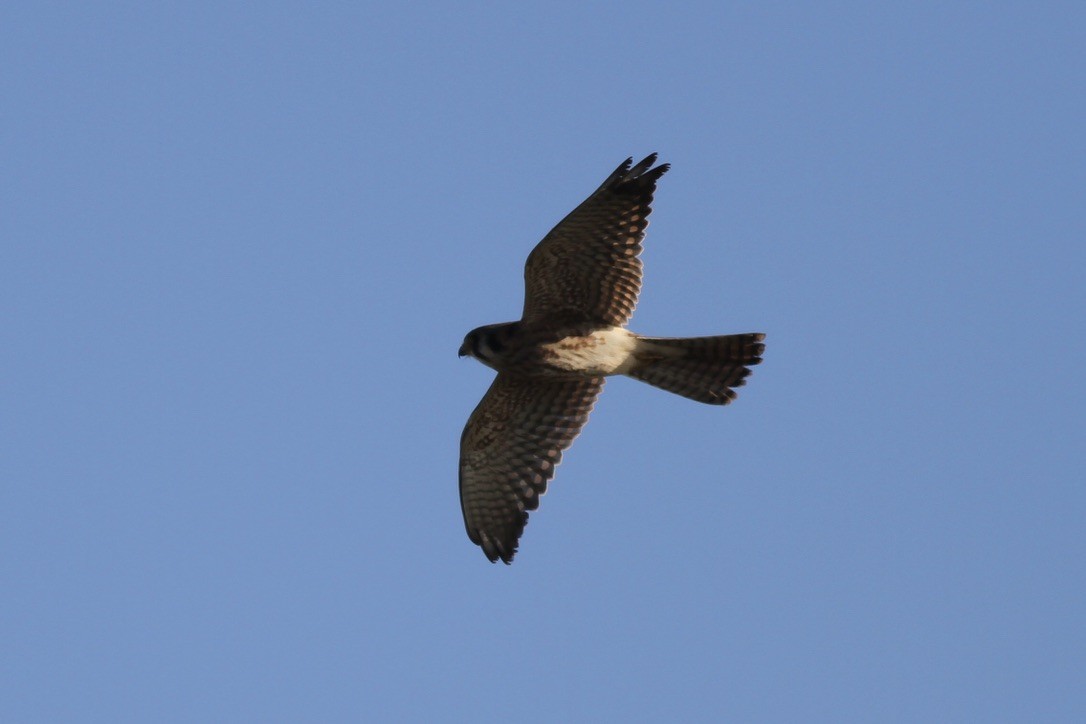 American Kestrel - ML615097614