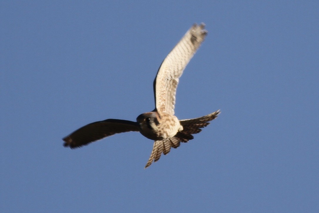 American Kestrel - ML615097617