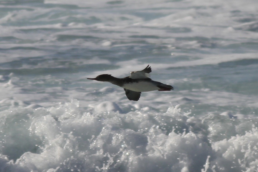 Red-breasted Merganser - ML615097654