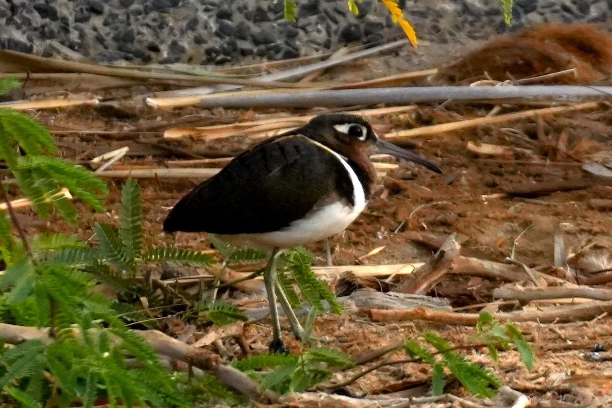 Greater Painted-Snipe - ML615097657