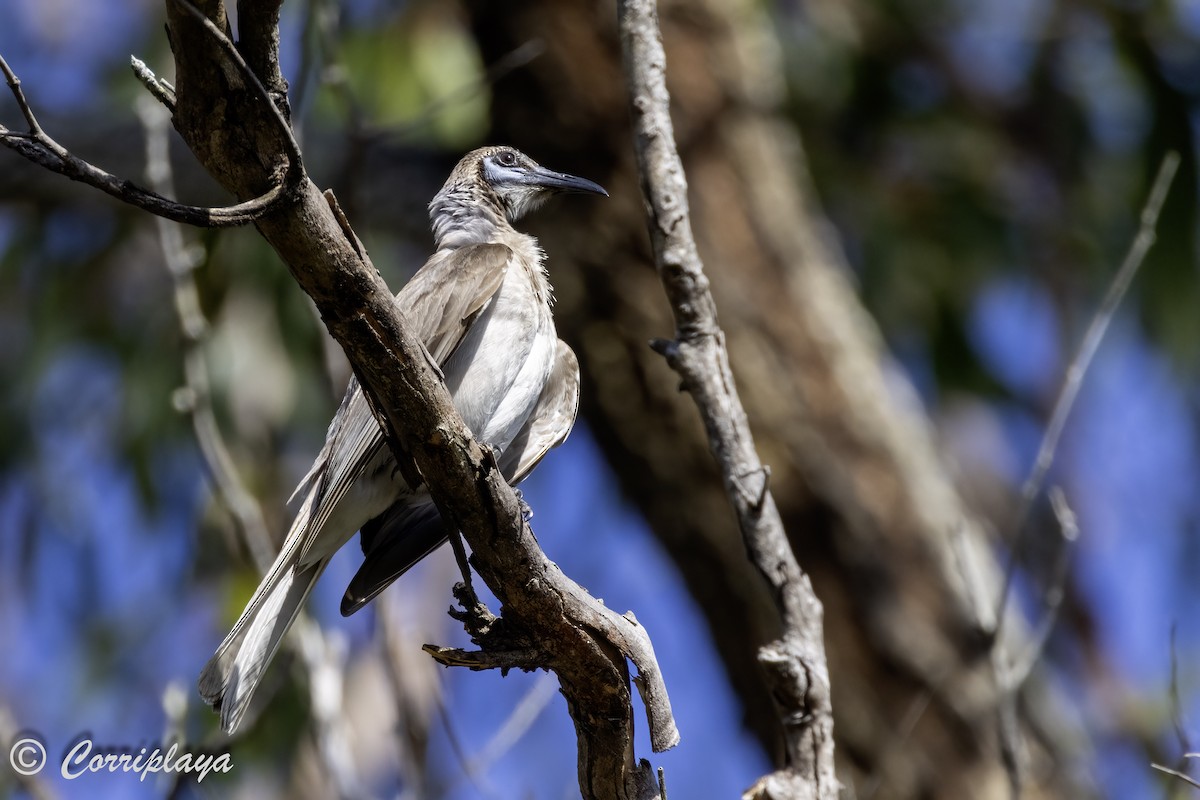 Little Friarbird - ML615097677