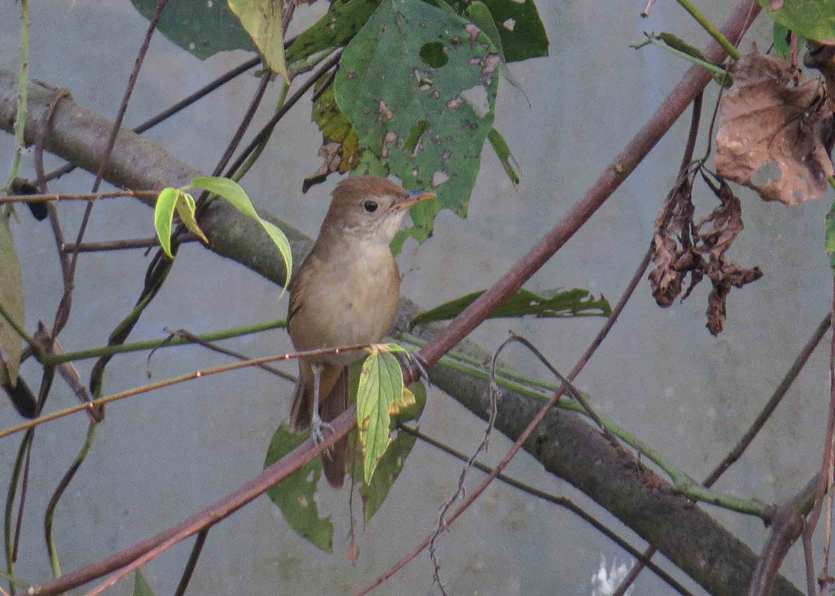 Thick-billed Warbler - ML615097687