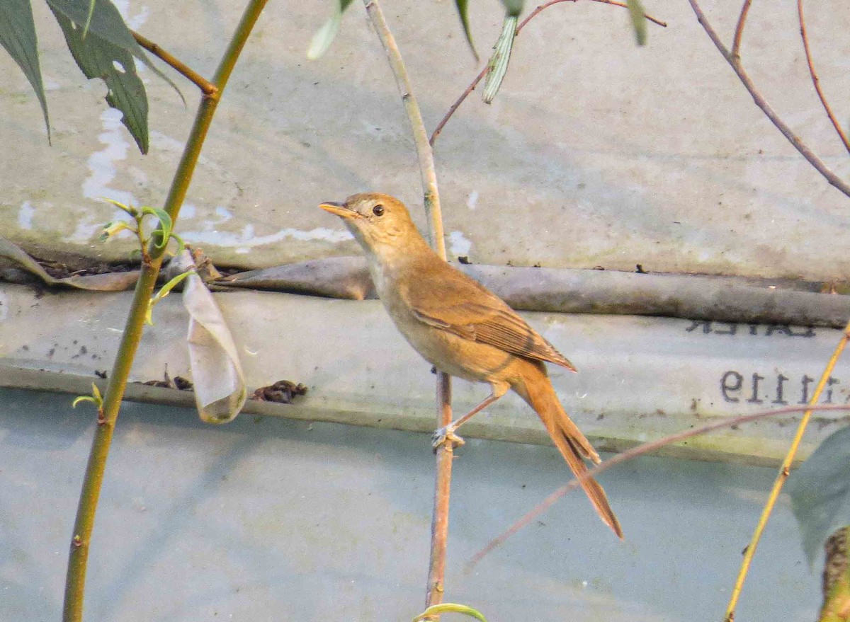 Thick-billed Warbler - Dipak  Sinha