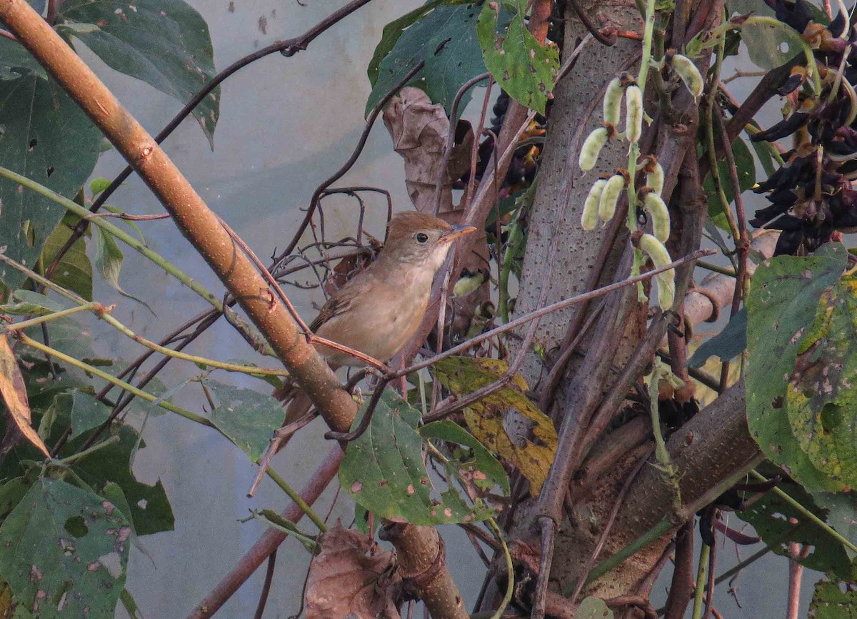 Thick-billed Warbler - ML615097690