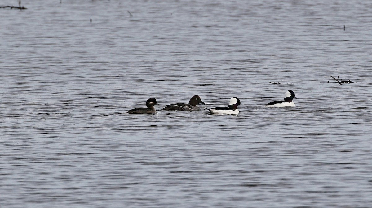 Common Goldeneye - ML615097707