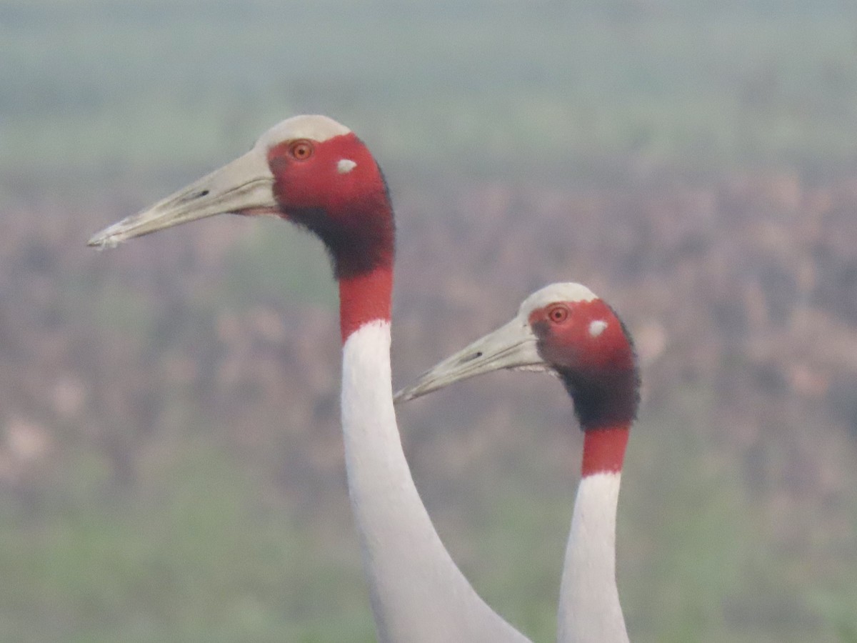 Sarus Crane - ML615097719