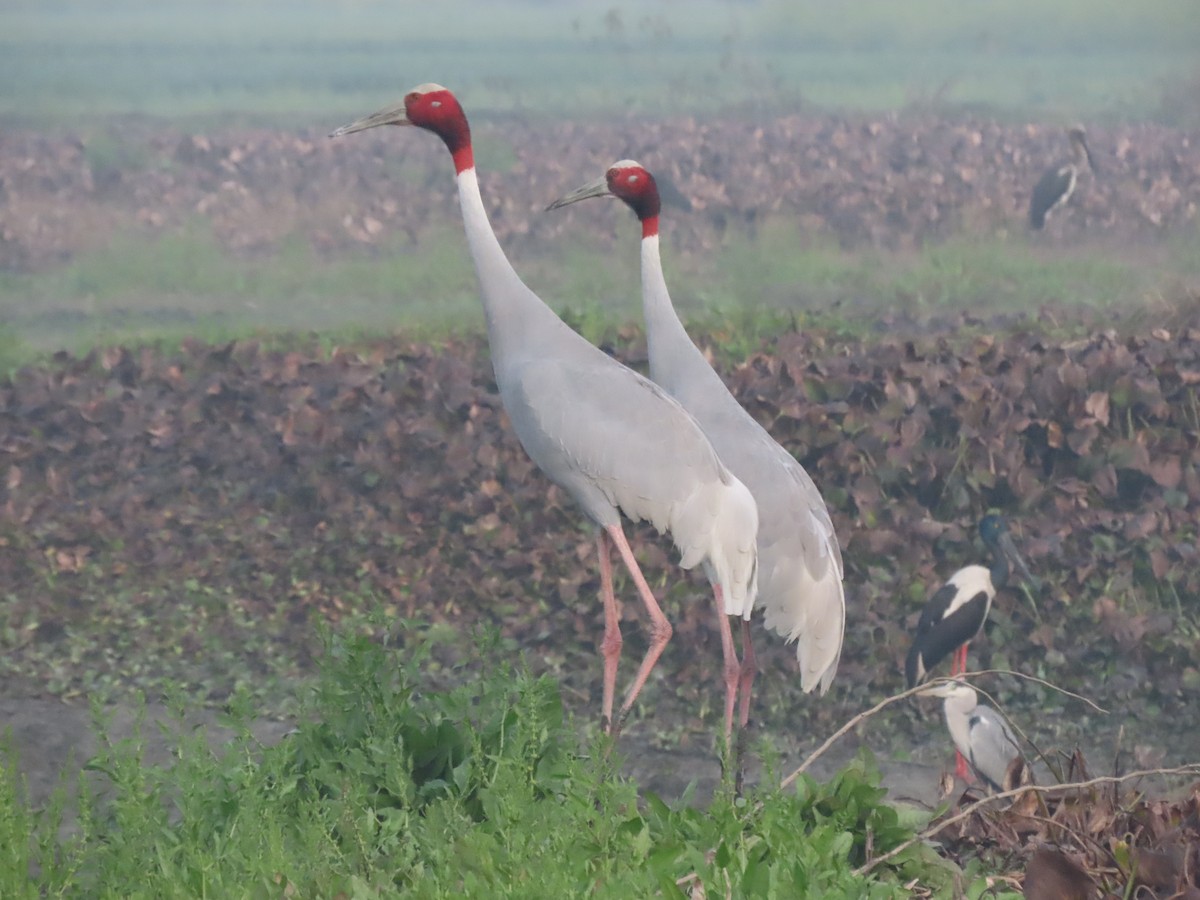 Sarus Crane - ML615097723