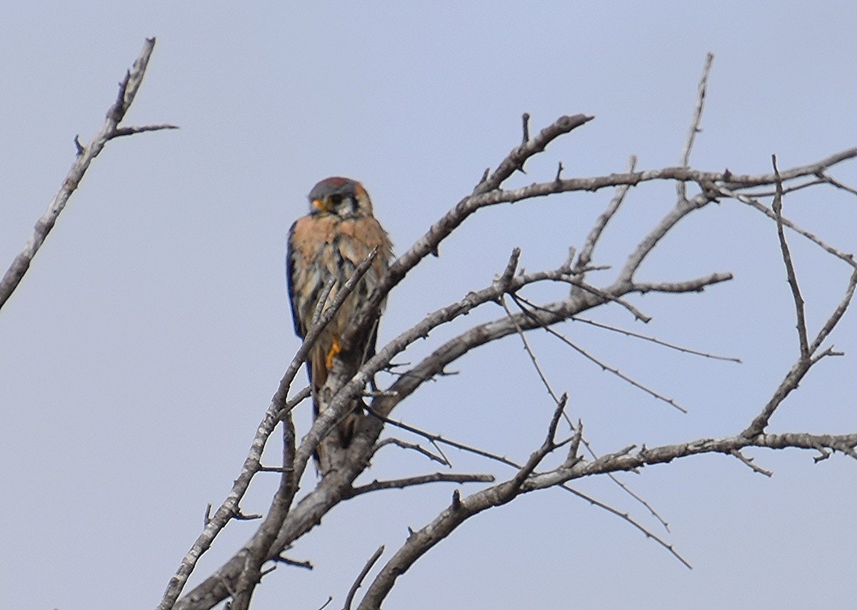 American Kestrel - ML615097727