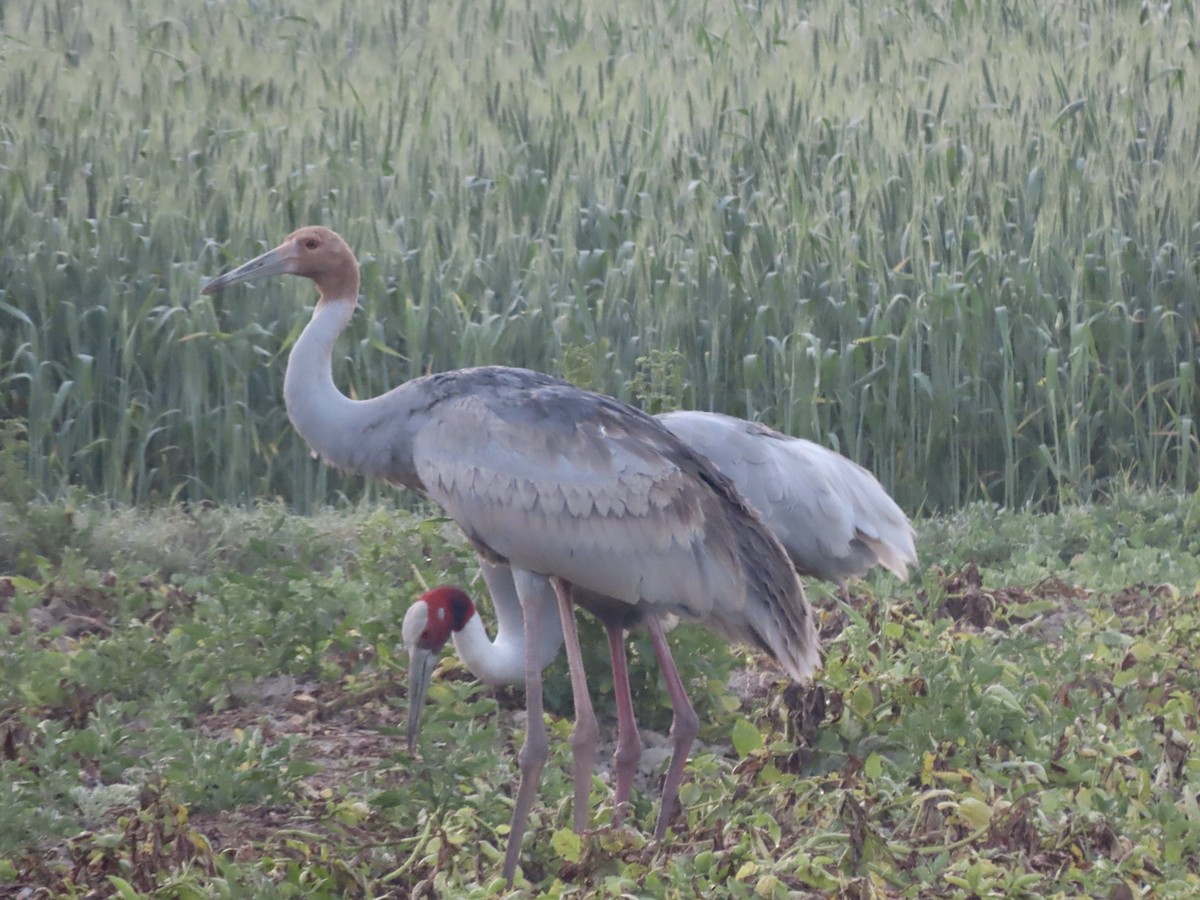 Sarus Crane - ML615097746