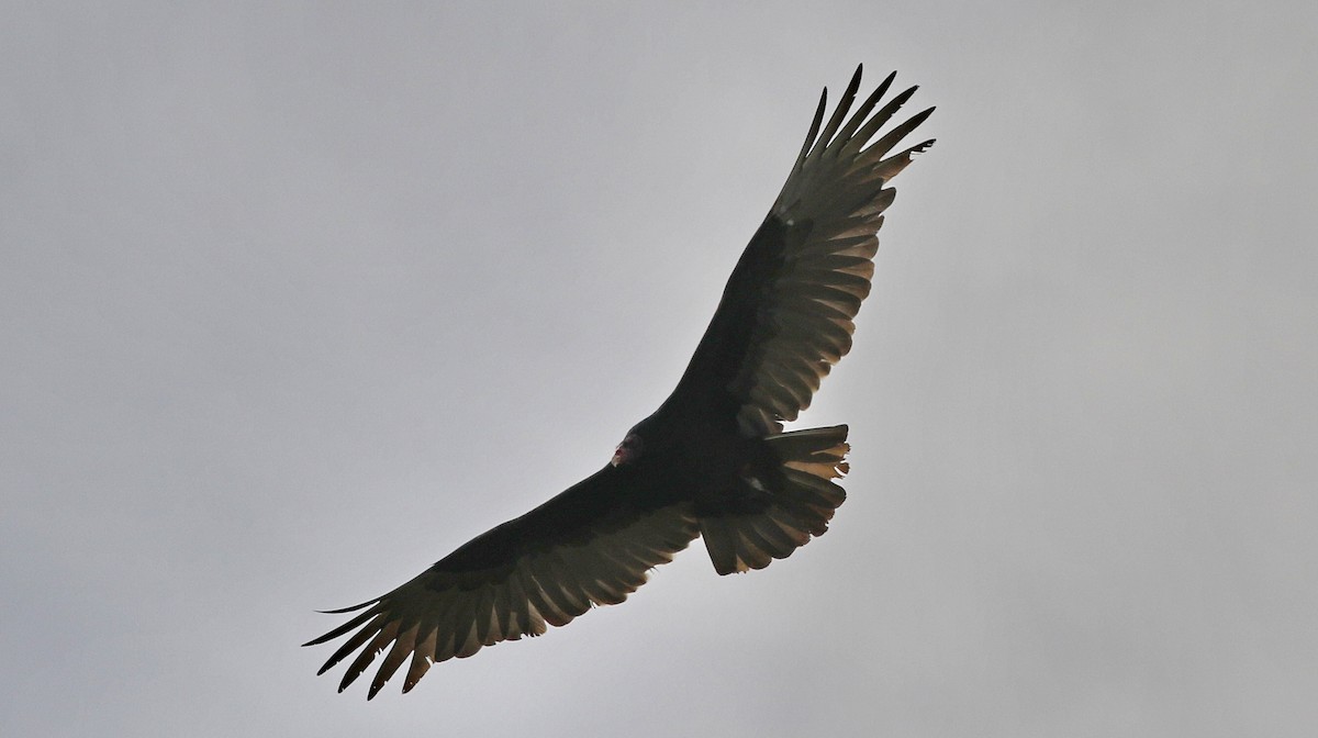 Turkey Vulture - ML615097750