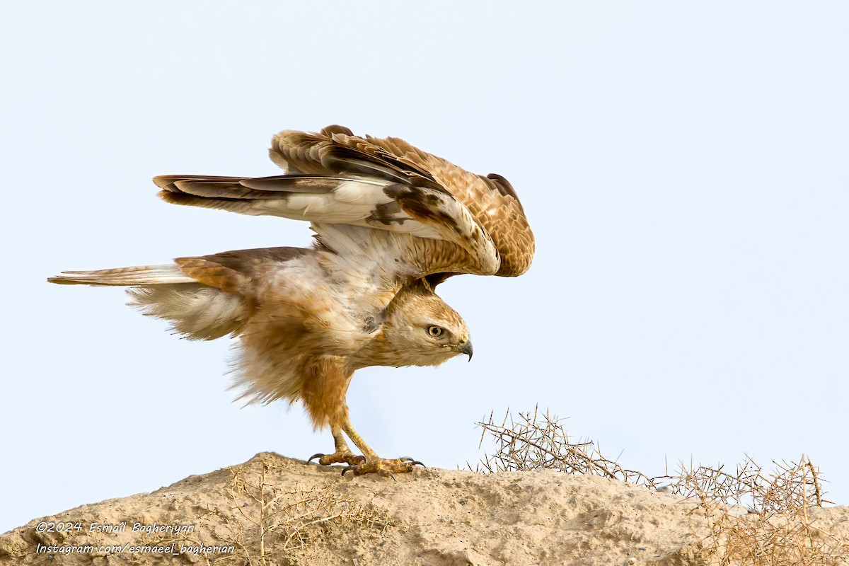 Busardo Moro - ML615097760