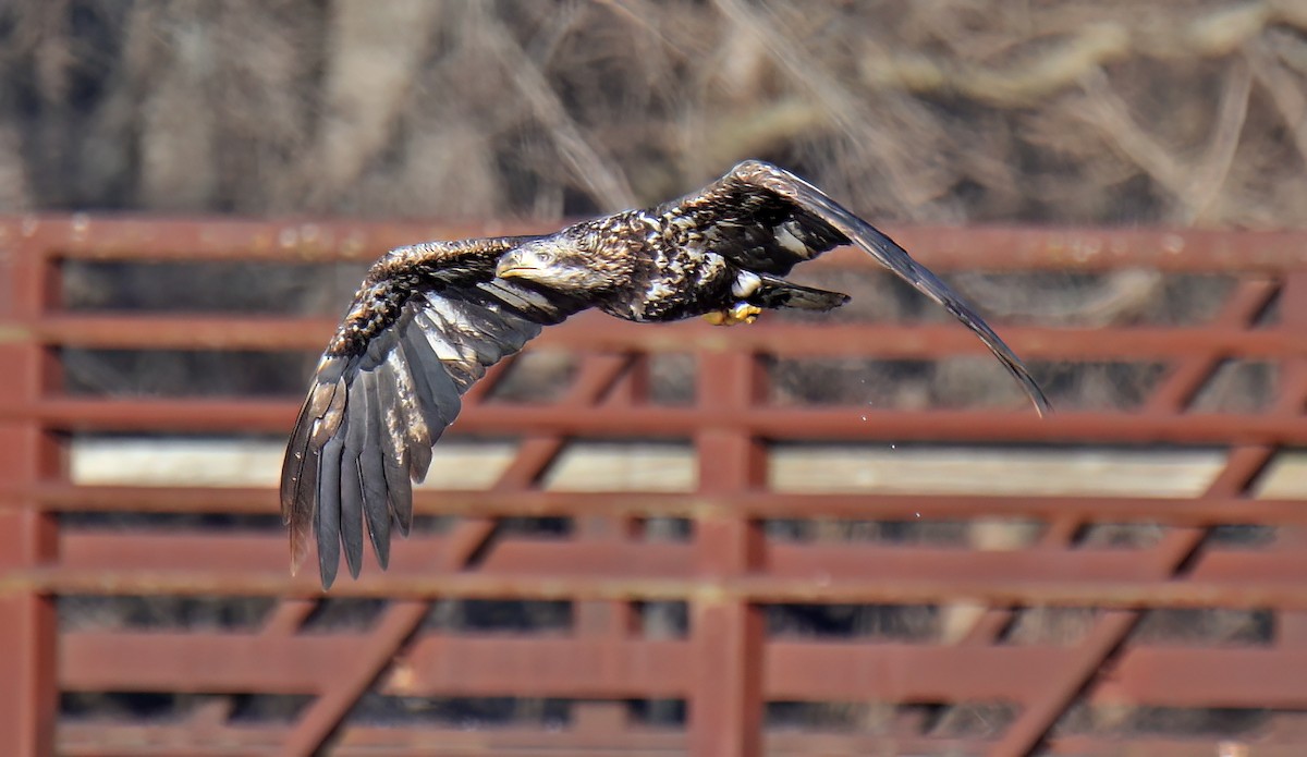 Bald Eagle - Elizabeth Winter