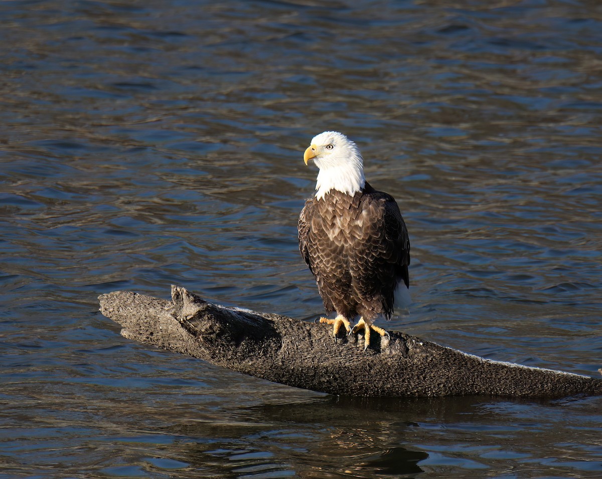 Bald Eagle - ML615097773