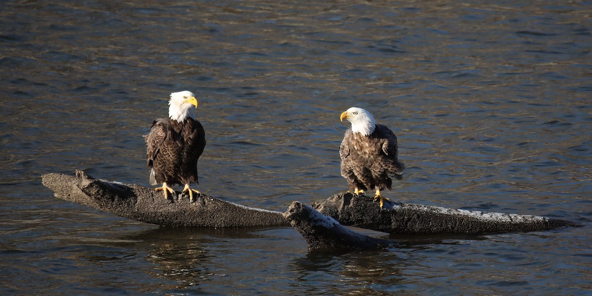 Bald Eagle - ML615097775