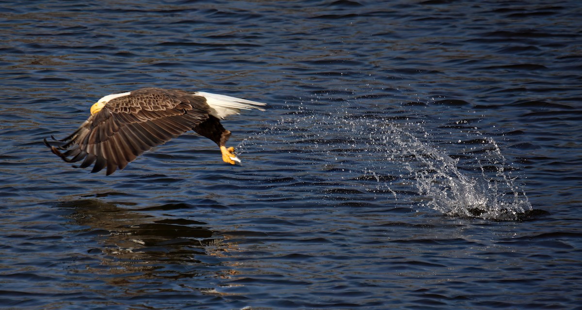 Bald Eagle - ML615097776