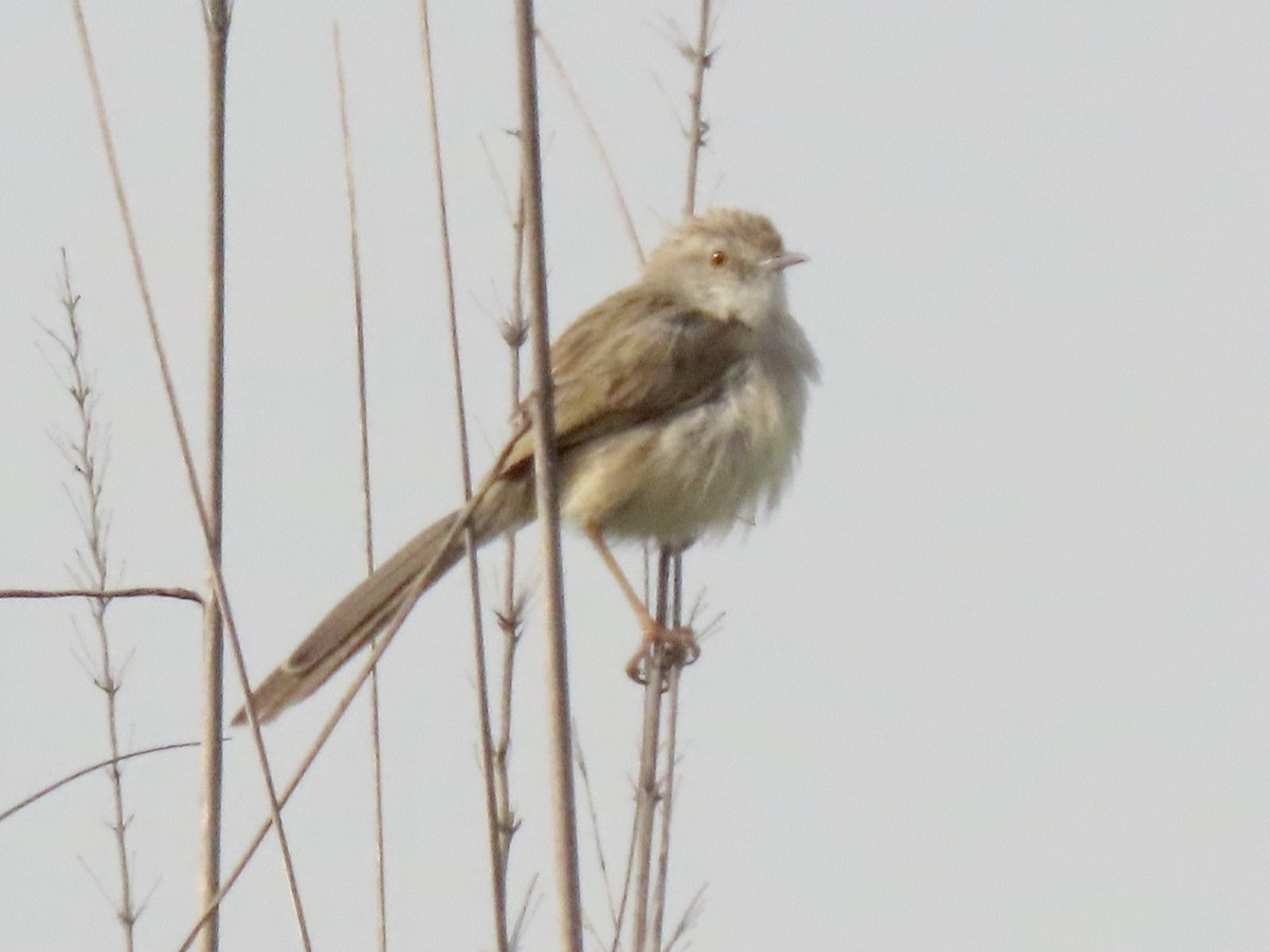 Delicate Prinia - Gerry Hawkins