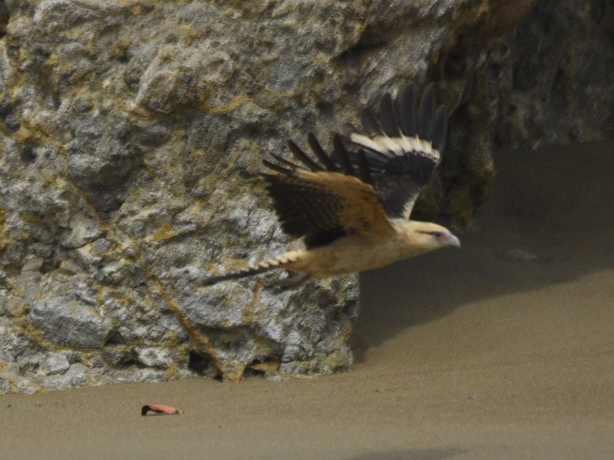 Caracara Chimachima - ML615097793