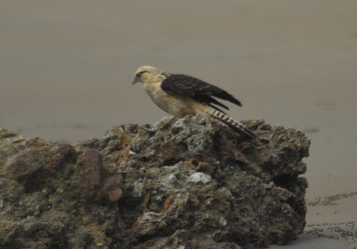 Caracara Chimachima - ML615097794