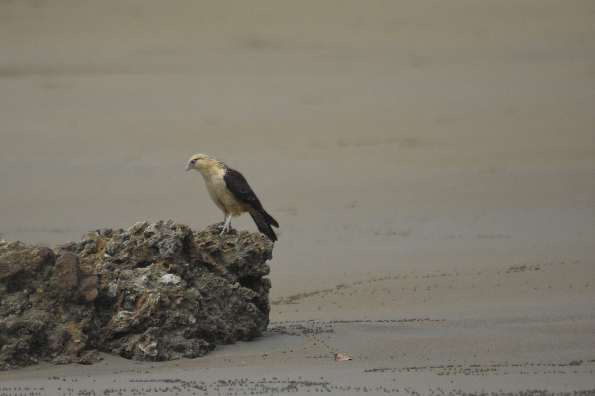 Caracara Chimachima - ML615097798